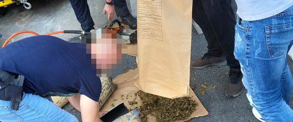 Zapljena marihuane u Srbiji - 1