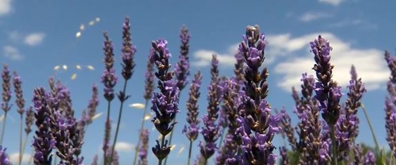 Polje lavande u Istri - 1