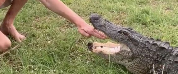 Gerret s aligatorom