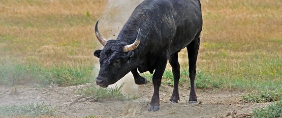 Muškarac ozlijeđen na bikijadi