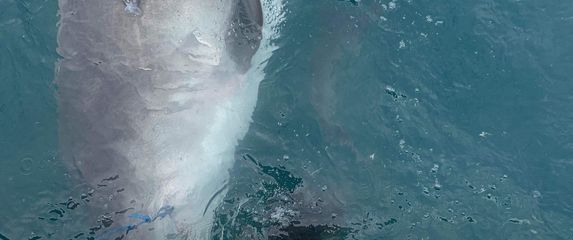 Tigrasti morski pas i ježac