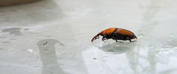 Palmina pipa (Rhynchophorus ferrugineus)