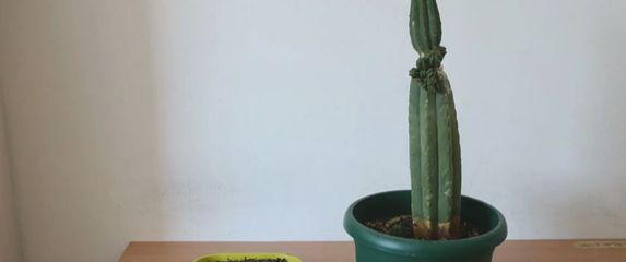 Droga u kaktusima - 4