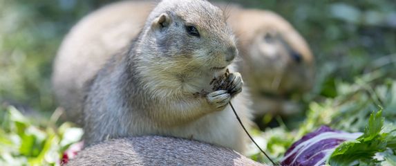 Tijekom ljetnih školskih praznika u Zoološkom vrtu Grada Zagreba održava se Divlje ljeto - 5