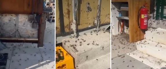 Screenshot Zrikavci na Čiovu