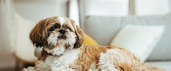 Shih tzu