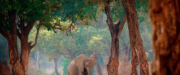 Mana Pools - 3