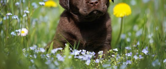 Štene labrador retrivera