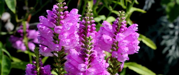 Dekorativna trajnica fizostegija, u narodu poznata i kao 