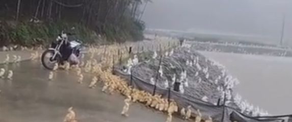 Patke na kiši