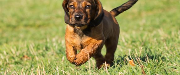 Alpski brak jazavčar, poznat i kao alpski brakovski gonič, sve je popularniji među vlasnicima pasa u Hrvatskoj - 5
