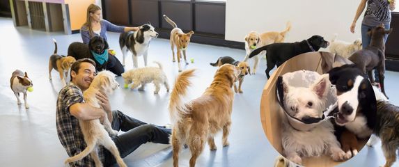 Psi u prostoriji za druženje i snimka pasa iz vrtića za pse