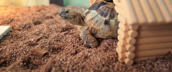 Kornjača, ilustracija