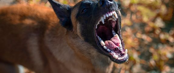 Belgijski ovčar, ilustracija