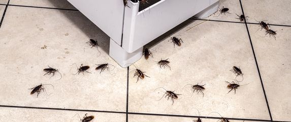 Najezda žohara, ilustracija