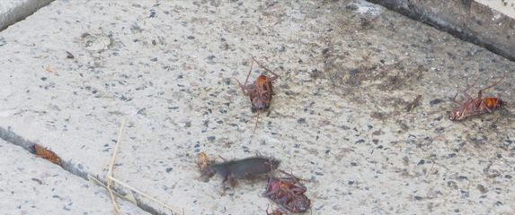 Najzeda žohara u Osijeku