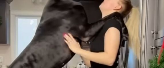 Velika doga