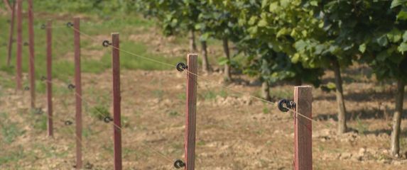 Divljač uništava polja - 3