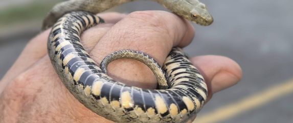 Zmija koja je pronađena na ulazu u hotel - 2