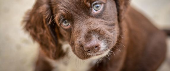 Štene koker španijela