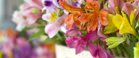 Peruanski ljiljan - 3