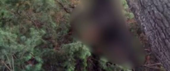 Obješen pas u Zadru