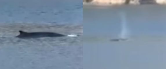 Kit perajar u Jadranskom moru