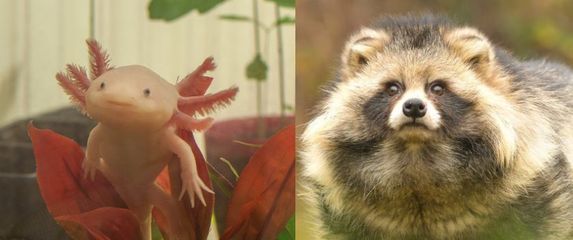 Slatke neobične životinje