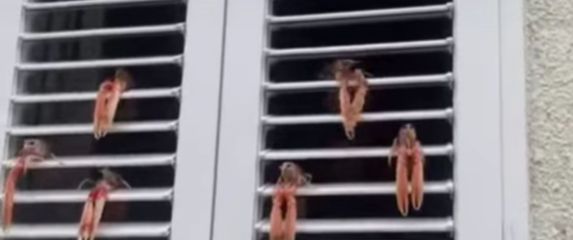 Škampi postavljeni na rolete prozora