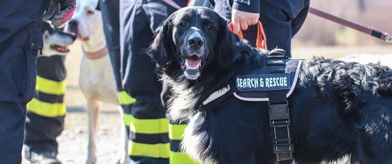 Oni odlaze kamo nitko drugi ne može: Potražni psi DVD-a Zapad u akcijama koje oduzimaju dah