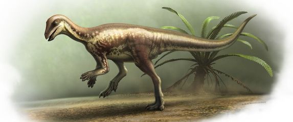 Enigmacursor mollyborthwickae