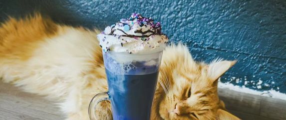 Zagrebački Cat Caffe ima dva pića inspirirana pjevačicom Taylor Swift - 4