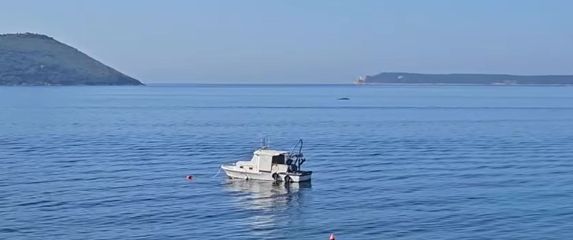 Kit viđen u Crnoj Gori