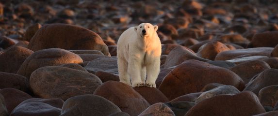 Polarni medvjed na stijenama u Hudson Bayu