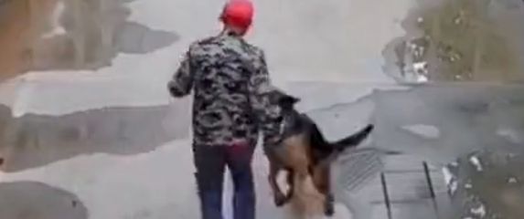 Snalažljivi pas