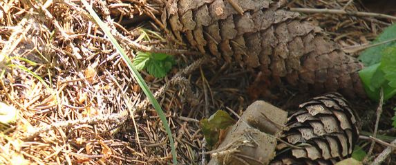 Oralna vakcinacija lisica protiv bjesnoće
