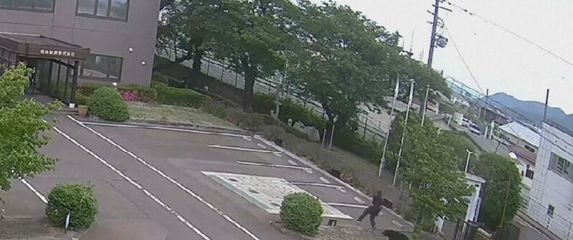 Napad medvjeda u Japanu