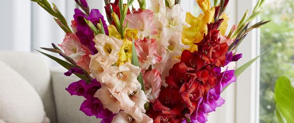 Gladiole u vazi