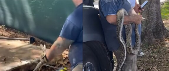 Uklanjanje ogromnog pitona ispod pločnika