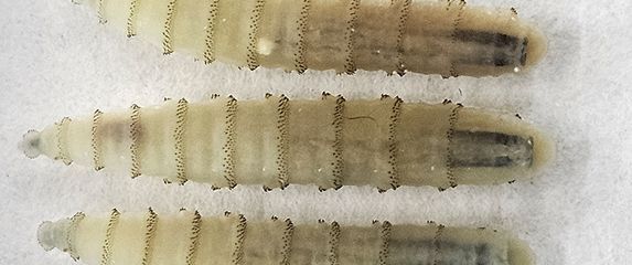 Opasni parazit