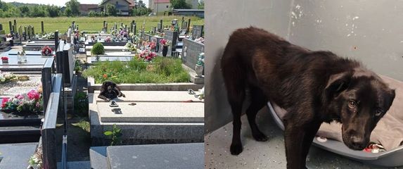 Pas ostavljen vezan lancem za grob u Ščitarjevu