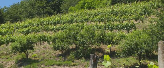 Vinograd