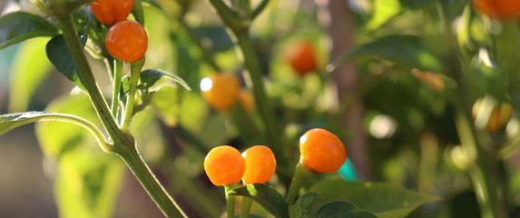 Aji Charapita