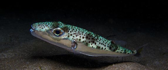 Srebrnopruga napuhača