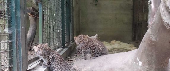 Mladunci kineskih leoparda - 2