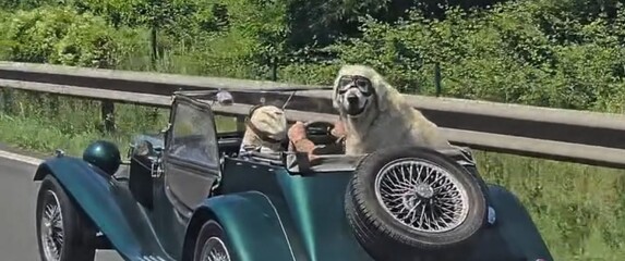 Pas u automobilu