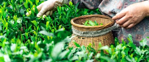 Longjing - 1
