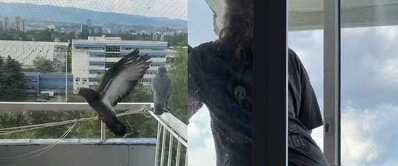 Golub na balkonu