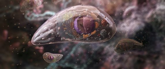 Parazit Toxoplasma gondii