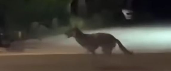Vuk u Stubičkim Toplicama